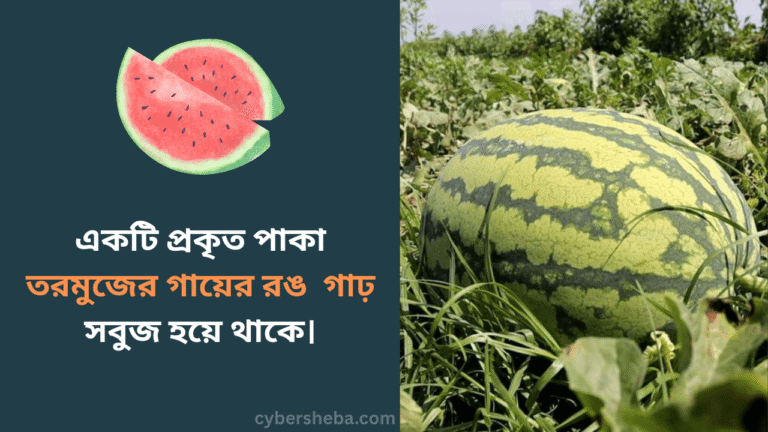 https://cybersheba.com/wp-content/uploads/2025/05/আসল-তরমুজ-চেনার-উপায়-cybersheba.com_.png